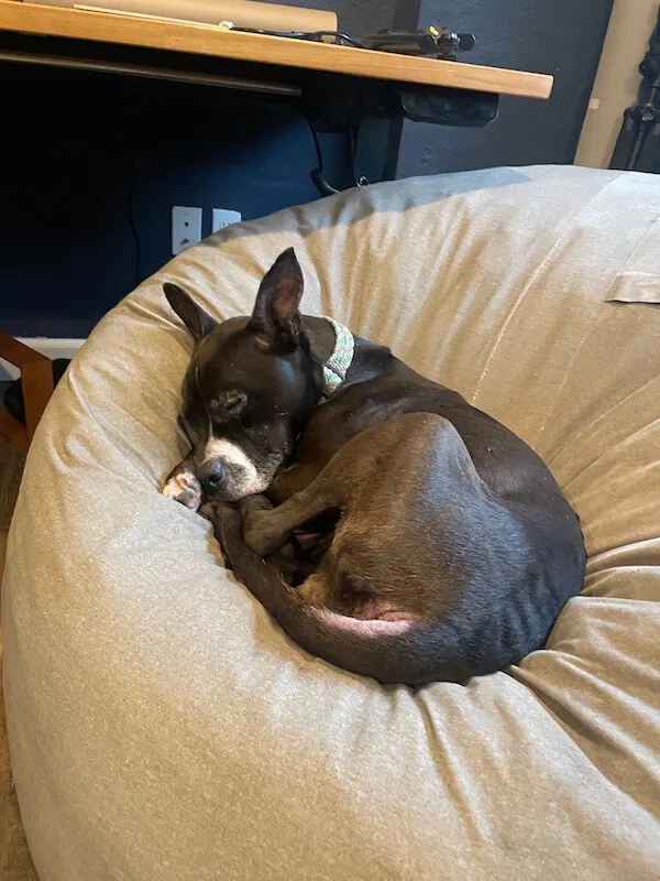 Sleepy the office dog